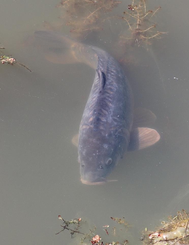 crapi - 945653454617811286869198128525n.jpg